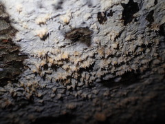 Basidioradulum radula