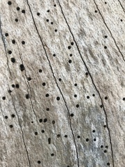 Anobium punctatum