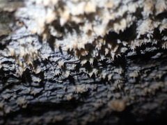 Basidioradulum radula