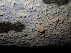 Basidioradulum radula