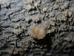 Basidioradulum radula