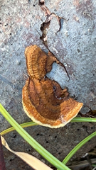 Gloeophyllum sepiarium