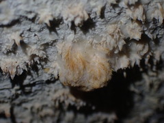 Basidioradulum radula