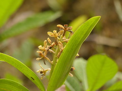 Prosthechea