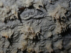 Basidioradulum radula