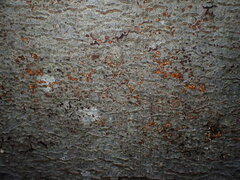 Cryphonectria parasitica