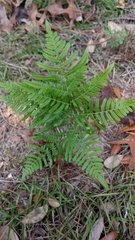 Pteridium aquilinum pseudocaudatum