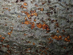 Cryphonectria parasitica