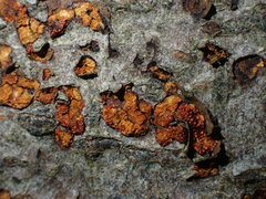 Cryphonectria parasitica