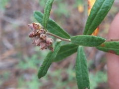 Crocanthemum corymbosum