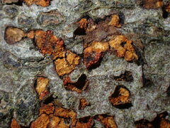 Cryphonectria parasitica