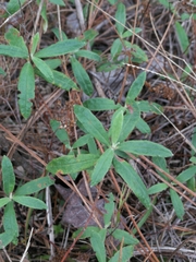 Crocanthemum corymbosum