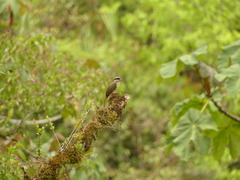 Myiodynastes hemichrysus