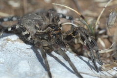 Lycosa tarantula