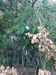 Koelreuteria bipinnata