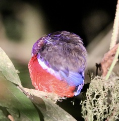 Erythropitta ussheri