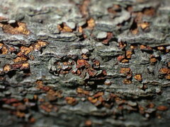 Cryphonectria parasitica