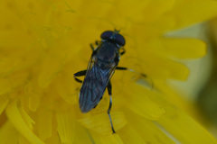 Chalcosyrphus