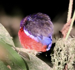 Erythropitta ussheri