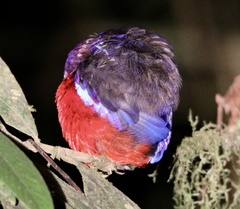 Erythropitta ussheri