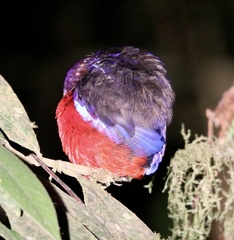 Erythropitta ussheri