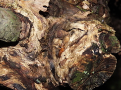 Dysderidae