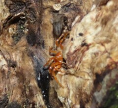 Dysderidae
