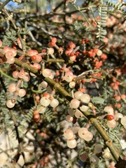Phoradendron californicum