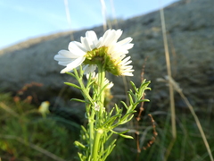 Anthemideae
