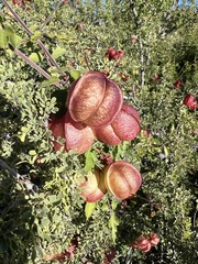 Cardiospermum corindum