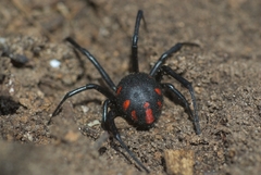 Latrodectus tredecimguttatus