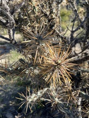 Cylindropuntia molesta