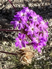 Abronia villosa