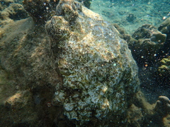 Echinoidea