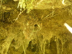 Leptopogon superciliaris