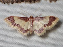 Idaea basinta