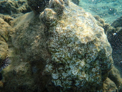 Echinoidea