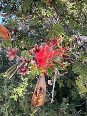 Calliandra californica