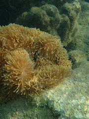 Heteractis magnifica