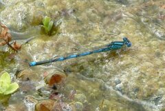 Erythromma lindenii