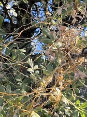 Cuscuta californica