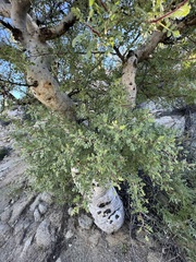 Pachycormus discolor