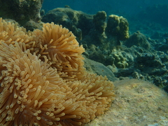 Heteractis magnifica