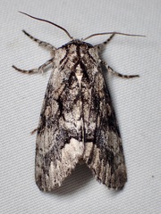 Pantheinae