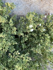 Mirabilis oligantha