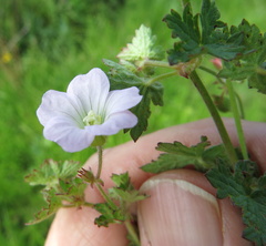 Geranium schlechteri