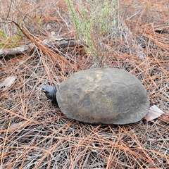 Terrapene carolina major