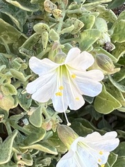 Mirabilis oligantha