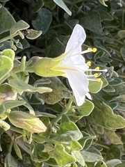 Mirabilis oligantha