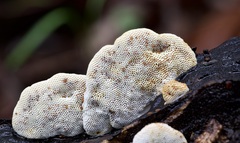 Truncospora mexicana